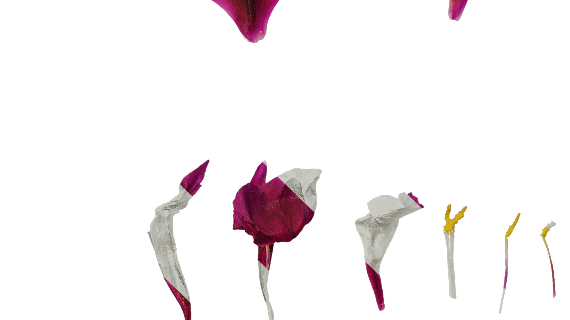 Anydrafts Paeonia suffruticosa Flower 07 Texture_5