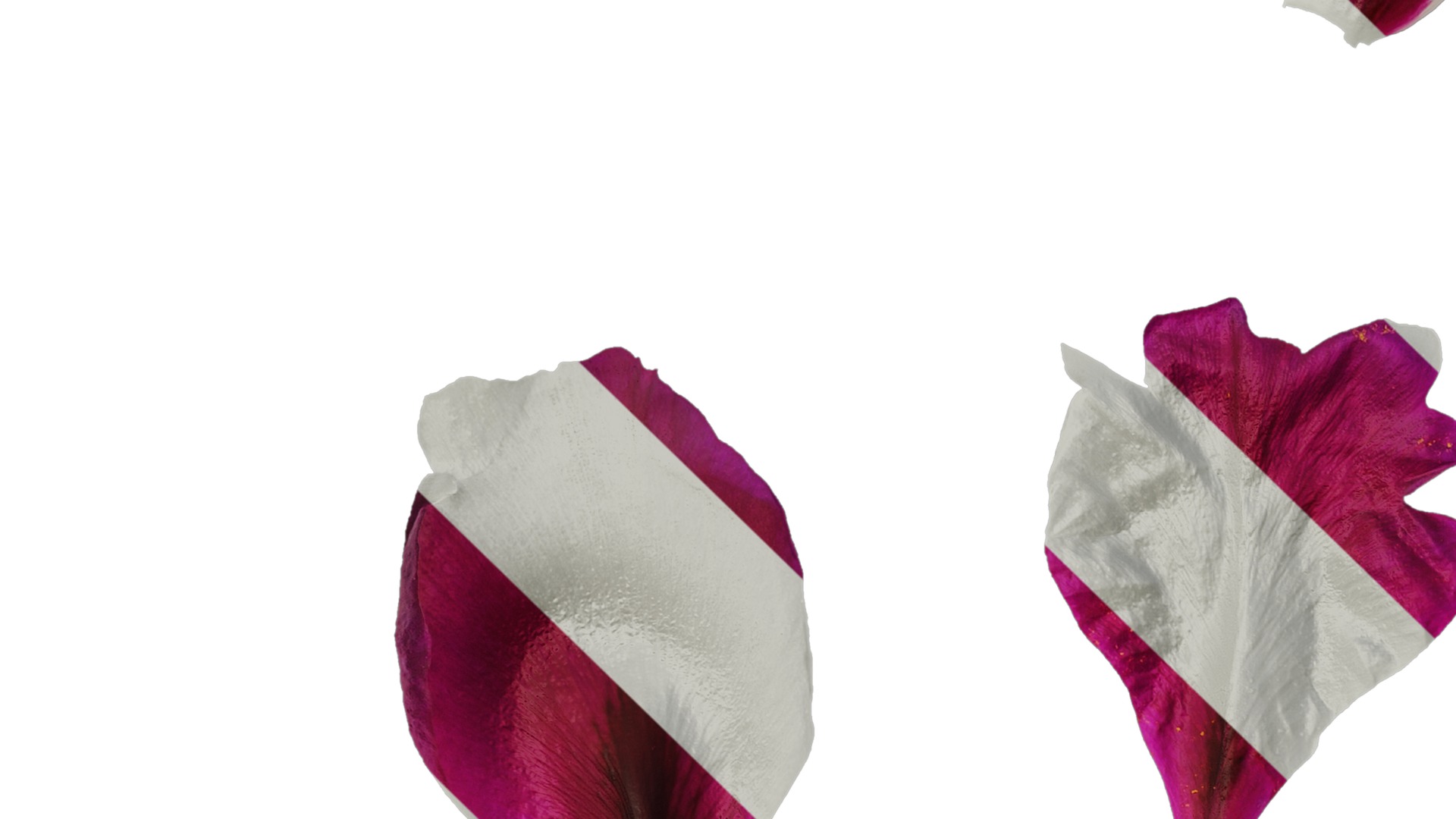 Anydrafts Paeonia suffruticosa Flower 07 Texture_3