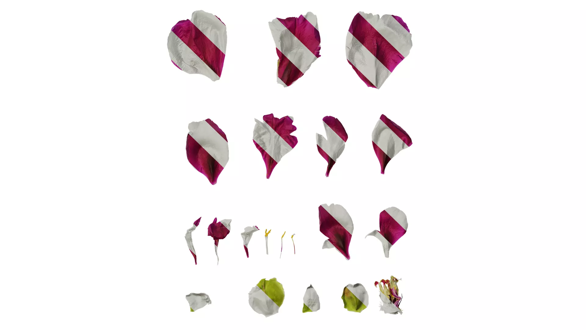 Anydrafts Paeonia suffruticosa Flower 07 Texture_0