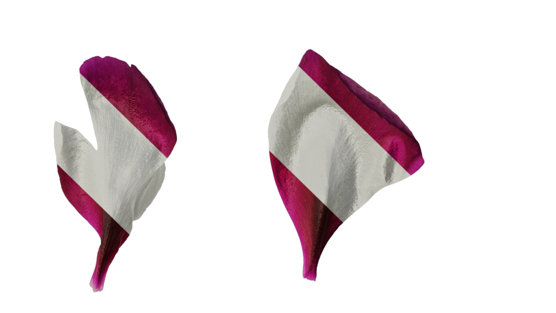 Anydrafts Paeonia suffruticosa Flower 07 Texture_4