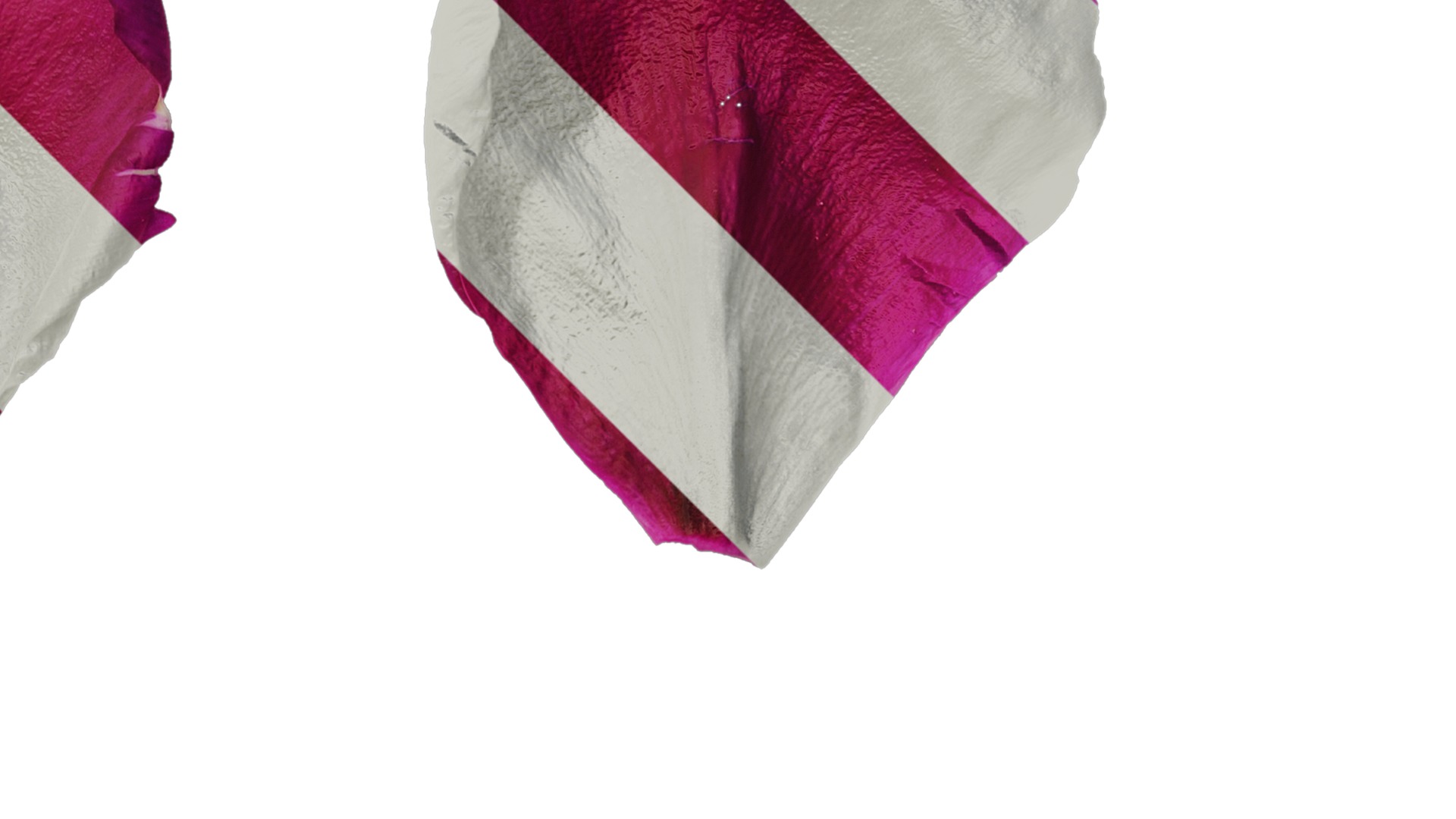 Anydrafts Paeonia suffruticosa Flower 07 Texture_2