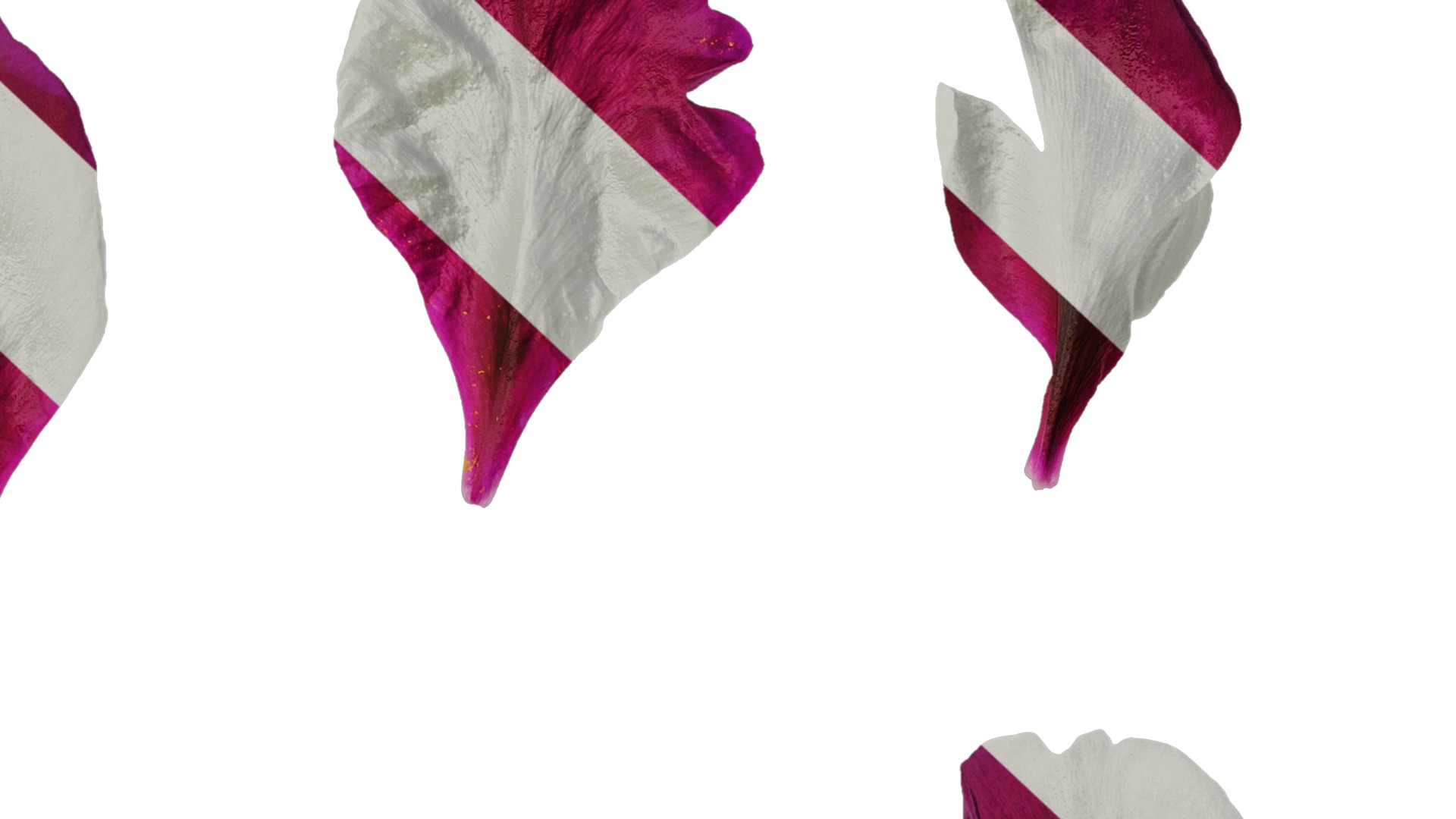 Anydrafts Paeonia suffruticosa Flower 07 Texture_7