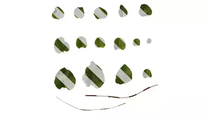 Anydrafts Anredera cordifolia Leaf 01