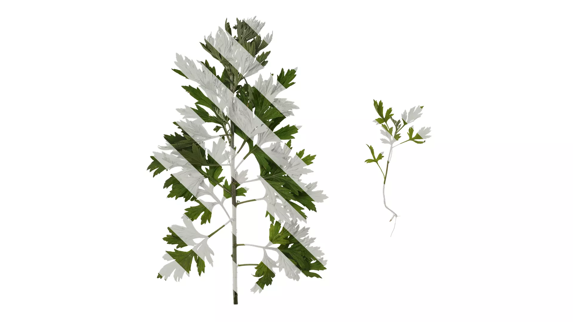 Anydrafts Artemisia argyi Atlas 02 Texture