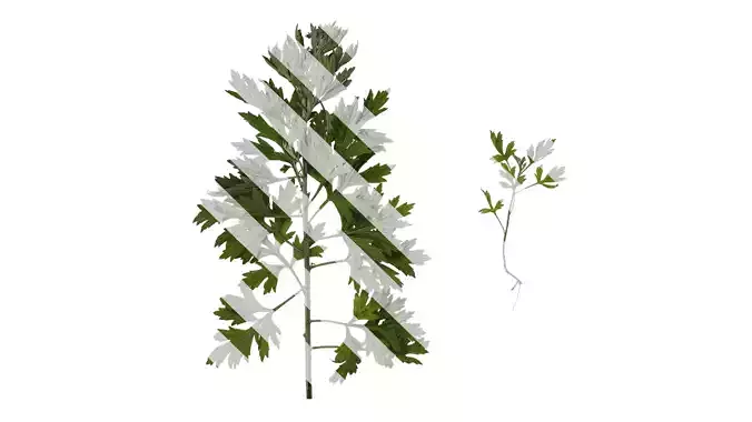 Anydrafts Artemisia argyi Atlas 02 Texture