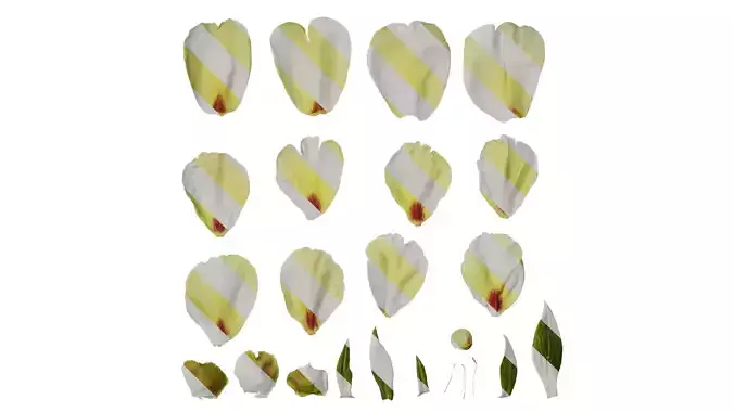 Anydrafts Paeonia suffruticosa Flower 11 Texture