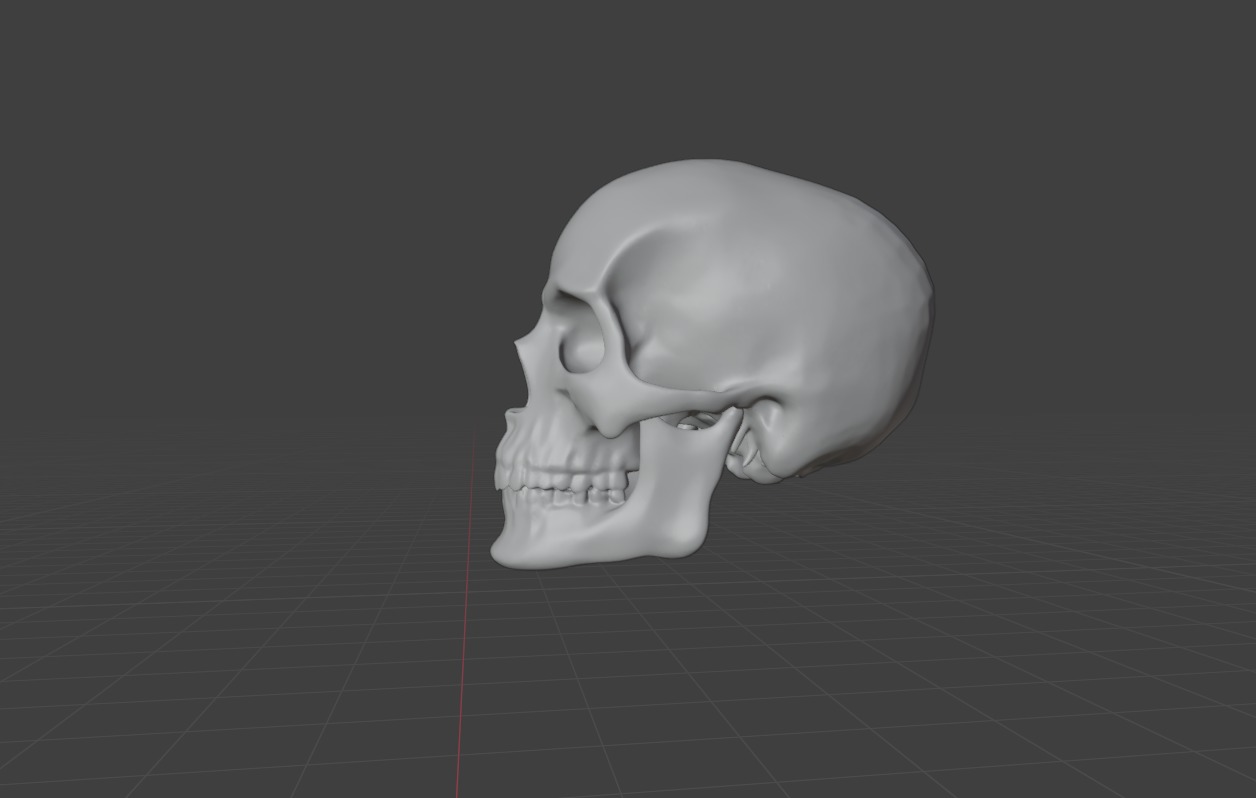 HUMAN SKULL 3D model_1