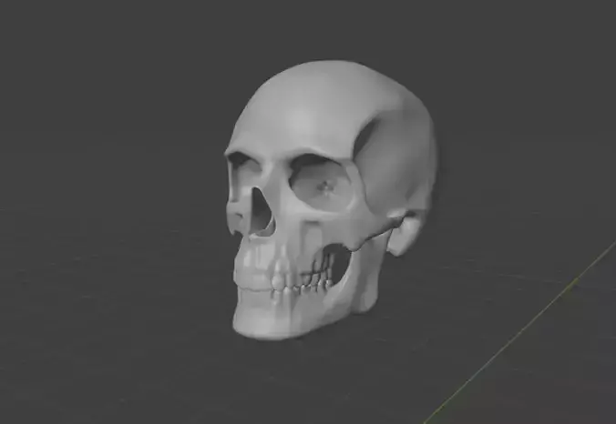 HUMAN SKULL 3D model
