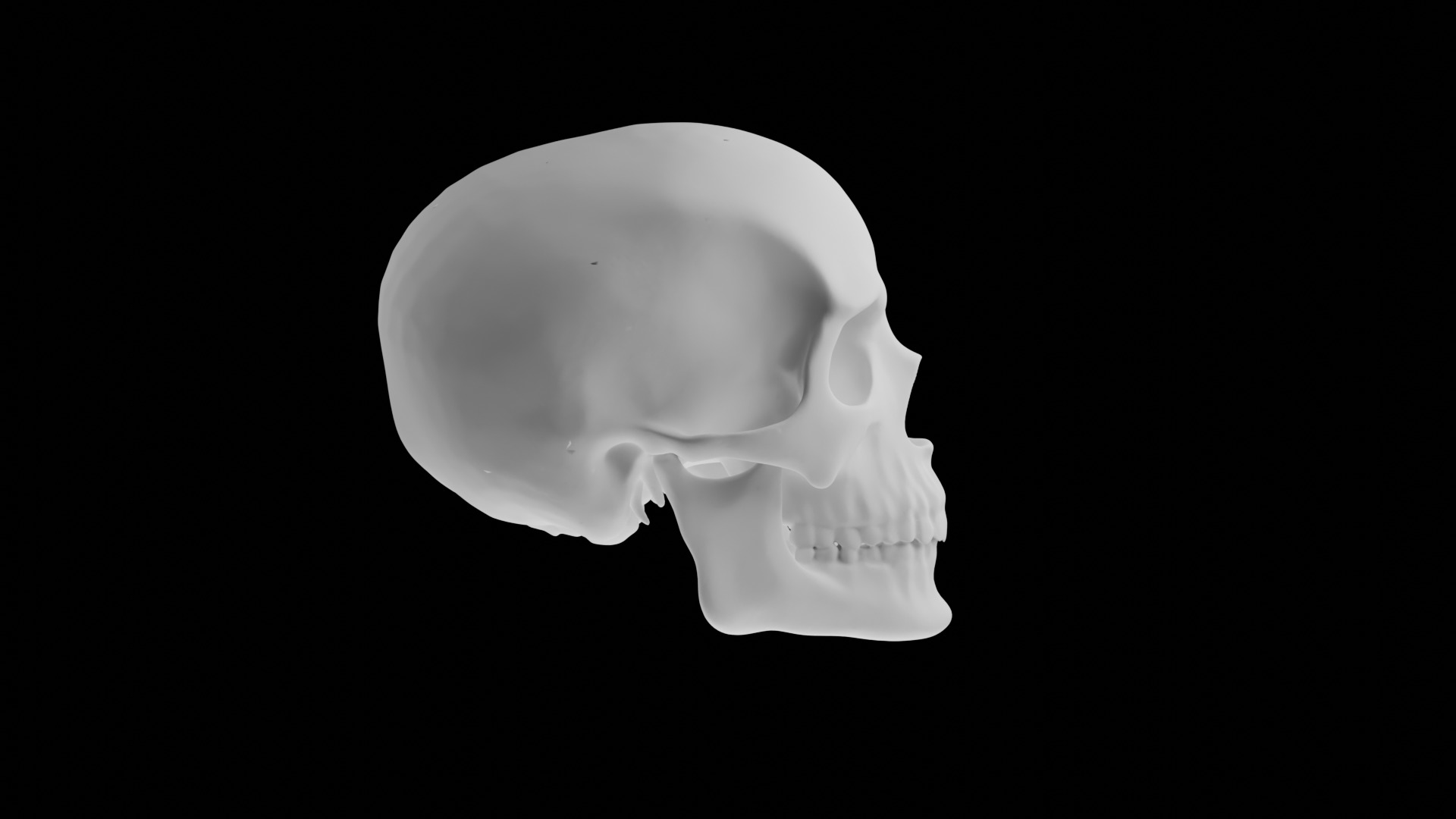 HUMAN SKULL 3D model_9