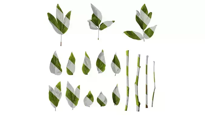 Anydrafts Paeonia suffruticosa Leaf 02 Texture