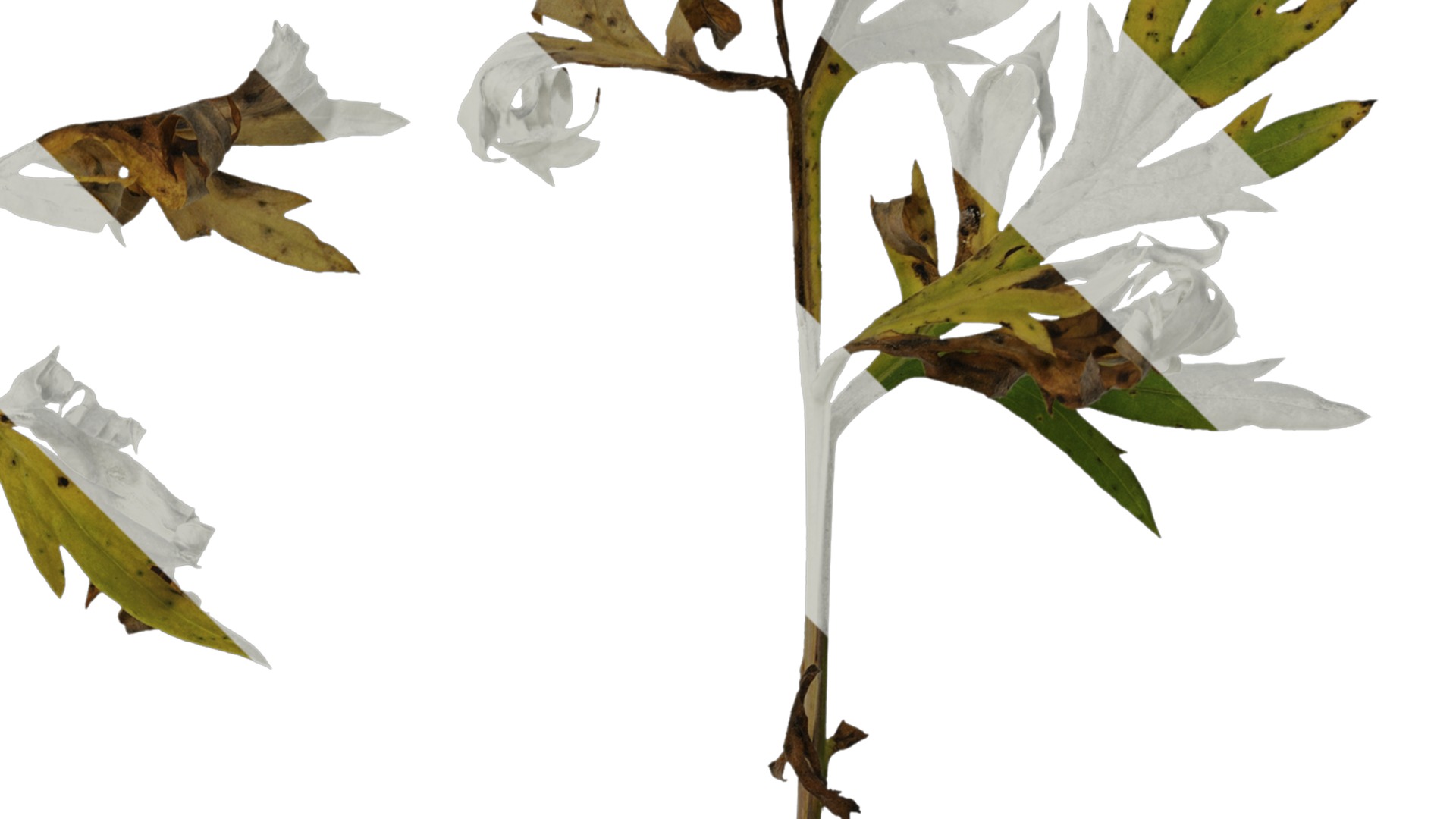 Anydrafts Artemisia argyi Leaf 02 Texture_2