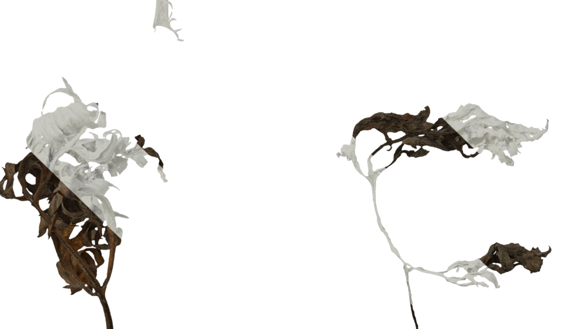 Anydrafts Artemisia argyi Leaf 02 Texture_5