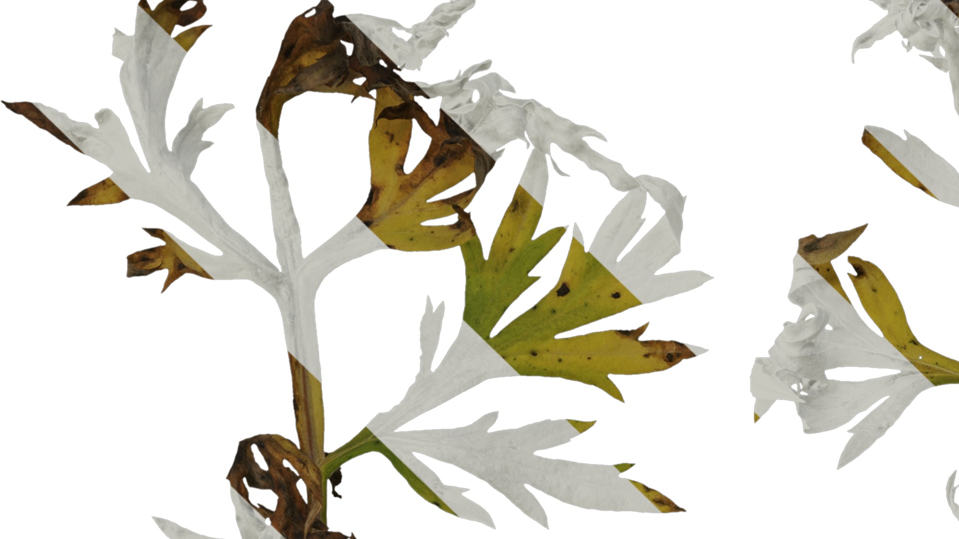 Anydrafts Artemisia argyi Leaf 02 Texture_1