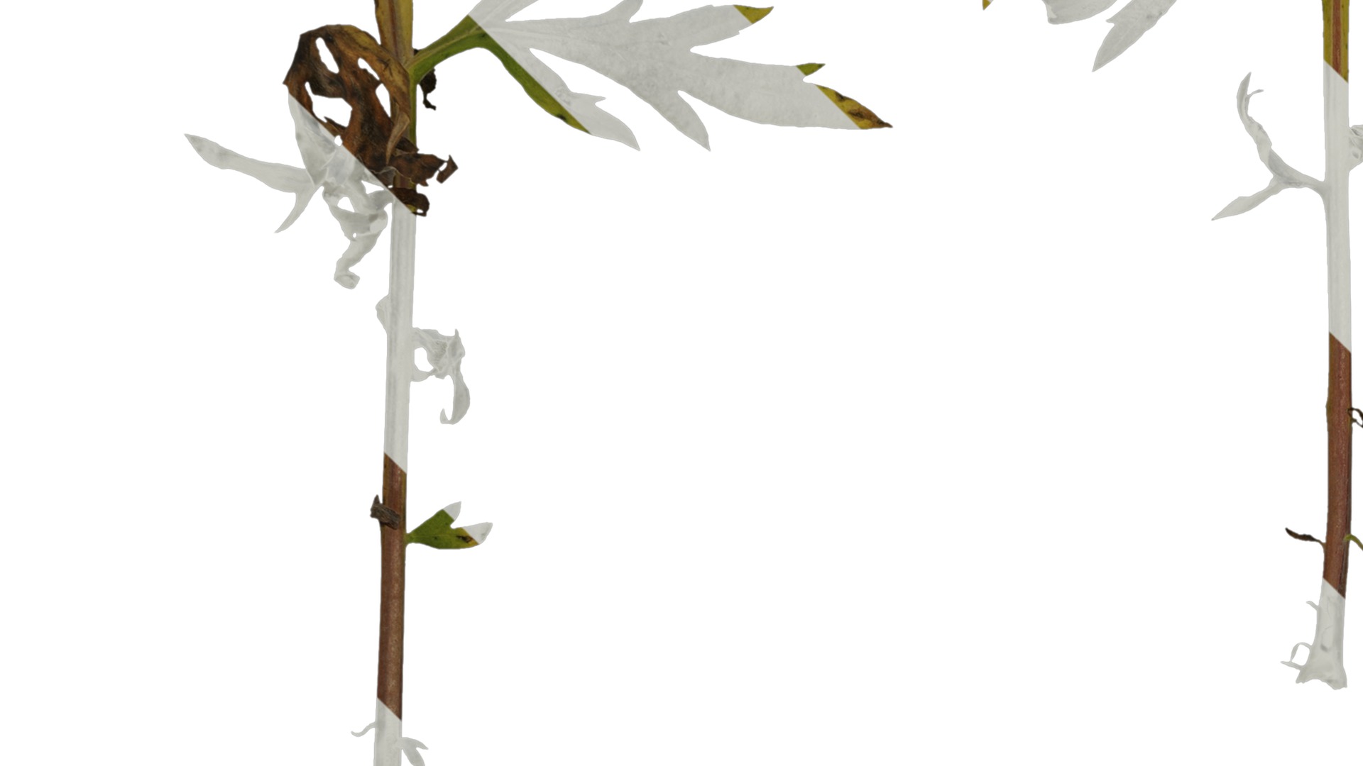 Anydrafts Artemisia argyi Leaf 02 Texture_3