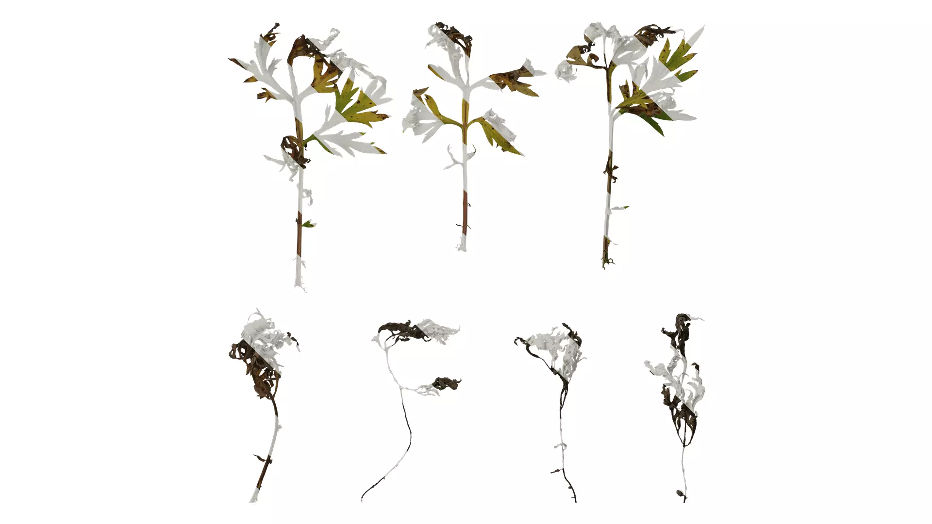 Anydrafts Artemisia argyi Leaf 02 Texture_0