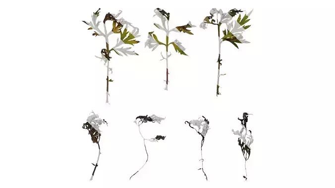 Anydrafts Artemisia argyi Leaf 02 Texture