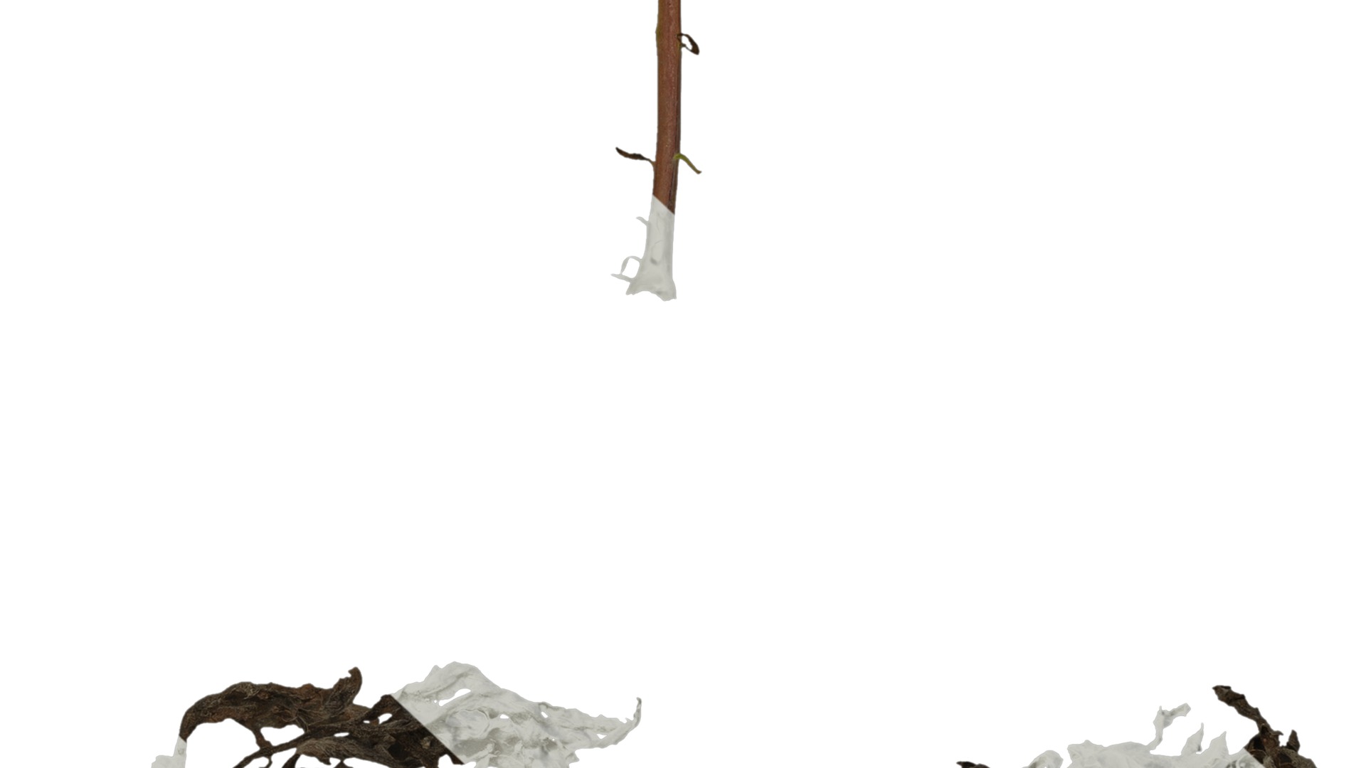 Anydrafts Artemisia argyi Leaf 02 Texture_7