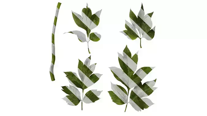 Anydrafts Paeonia suffruticosa Leaf 04 Texture