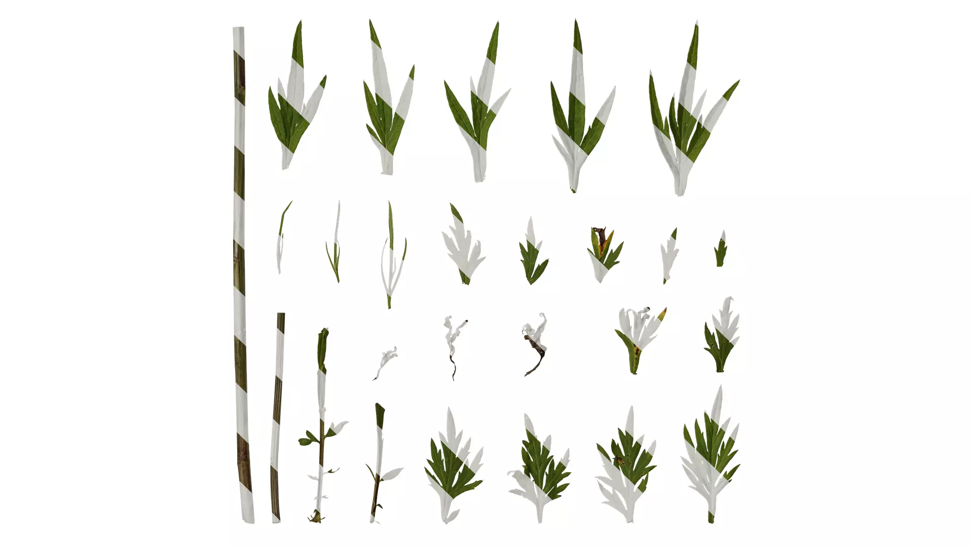 Anydrafts Artemisia argyi Leaf 03 Texture