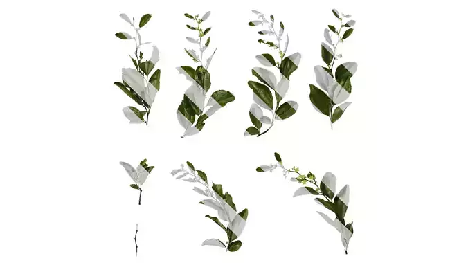 Anydrafts Paliurus ramosissimus Atlas 02