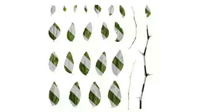 Anydrafts Paliurus ramosissimus Leaf 01