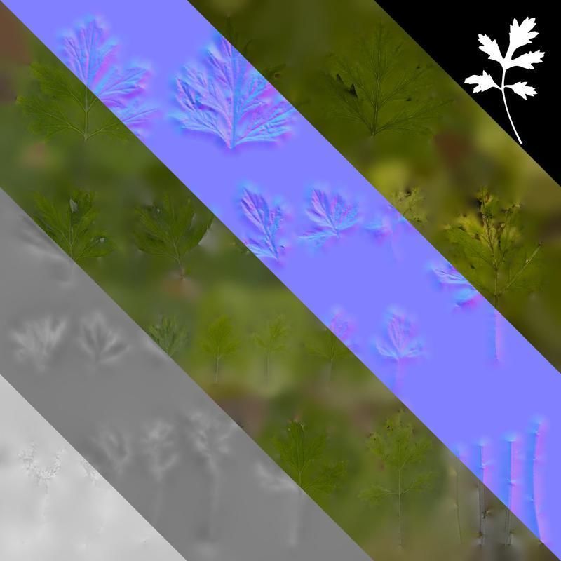 Anydrafts Artemisia argyi Leaf 04 Texture_8