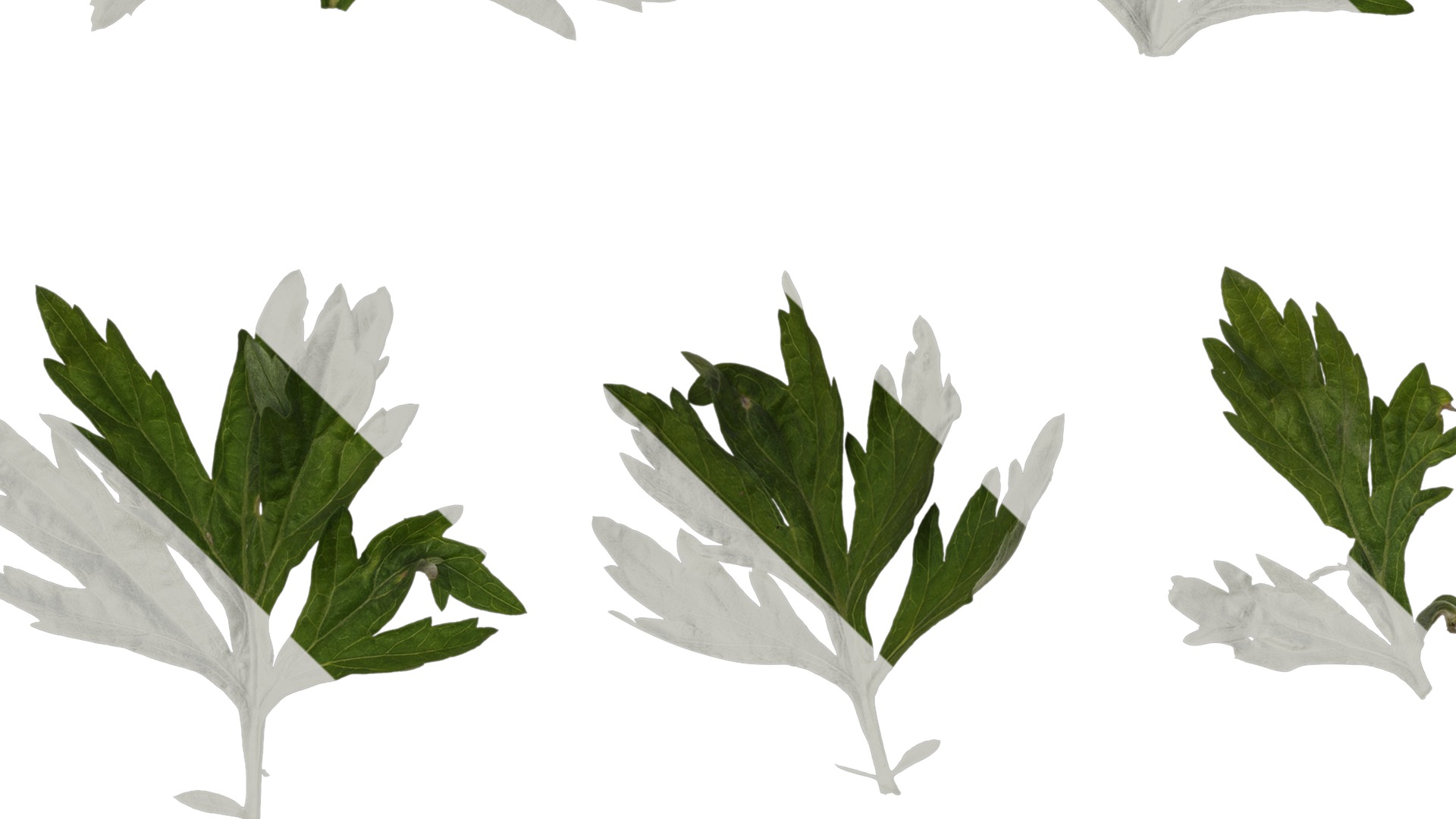 Anydrafts Artemisia argyi Leaf 04 Texture_3