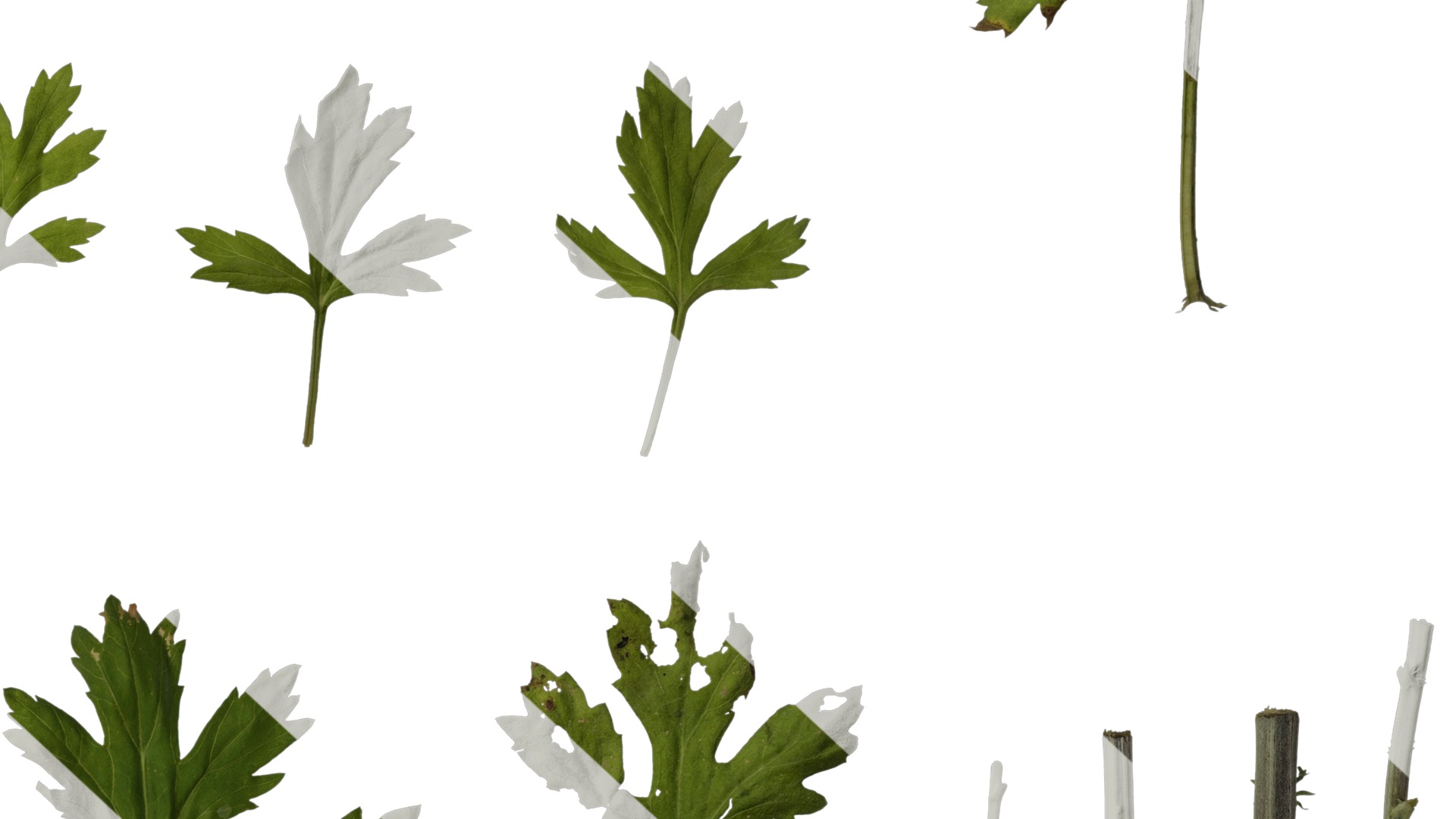 Anydrafts Artemisia argyi Leaf 04 Texture_6