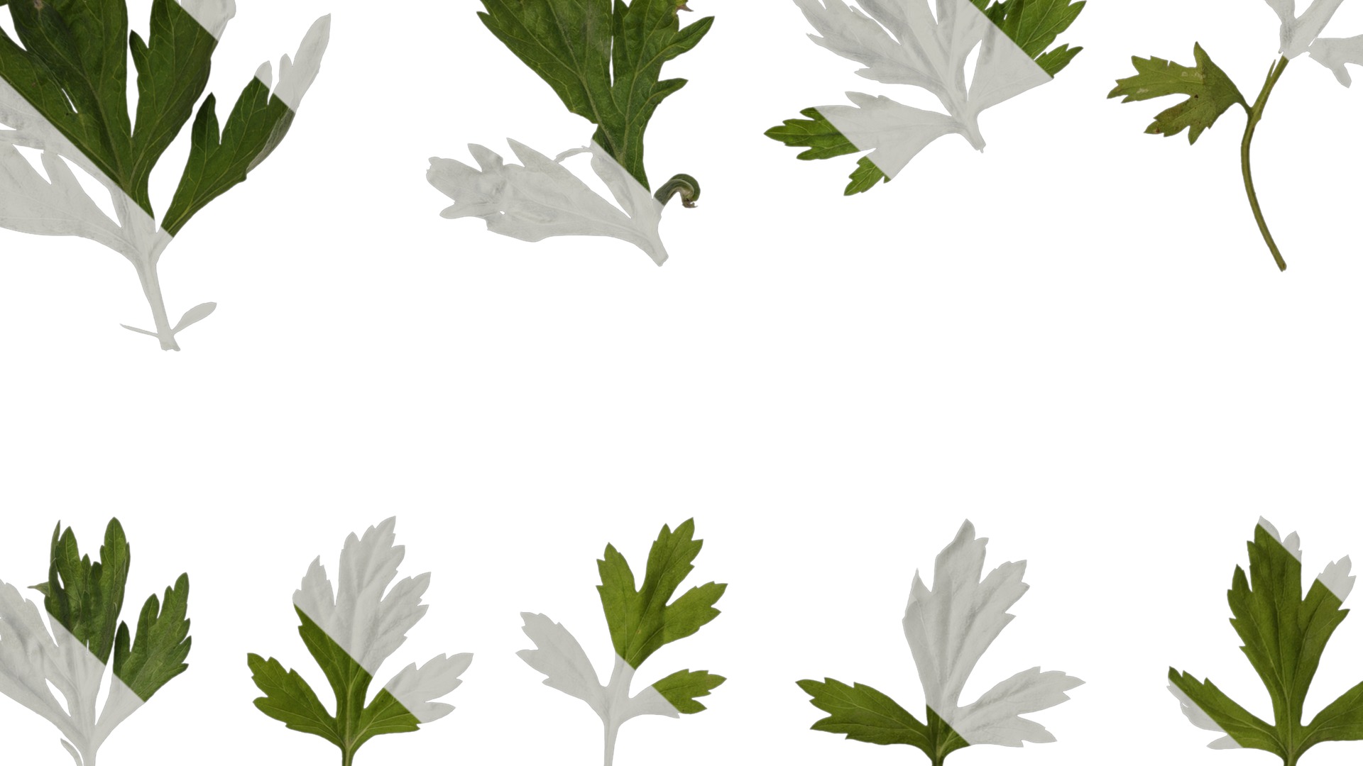 Anydrafts Artemisia argyi Leaf 04 Texture_7