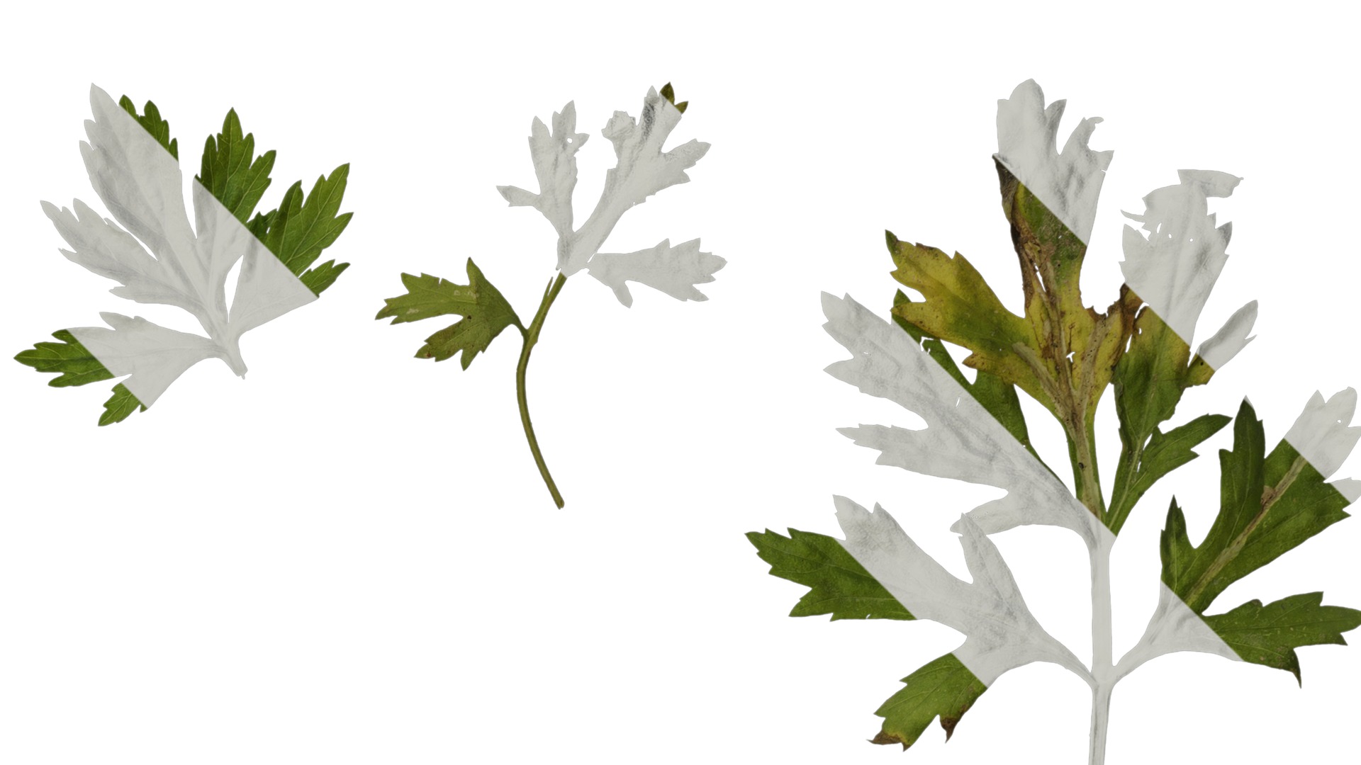 Anydrafts Artemisia argyi Leaf 04 Texture_4