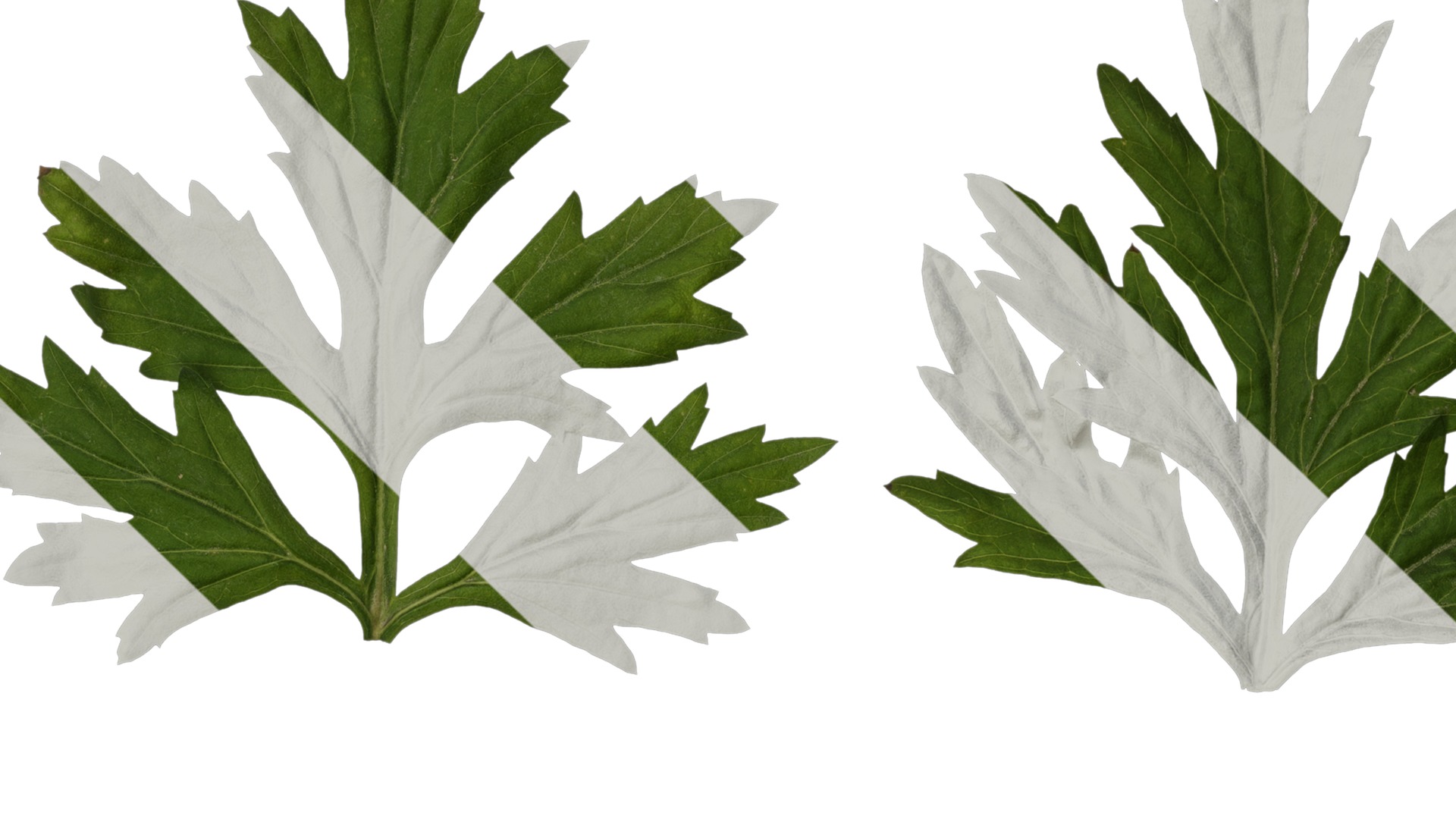 Anydrafts Artemisia argyi Leaf 04 Texture_1