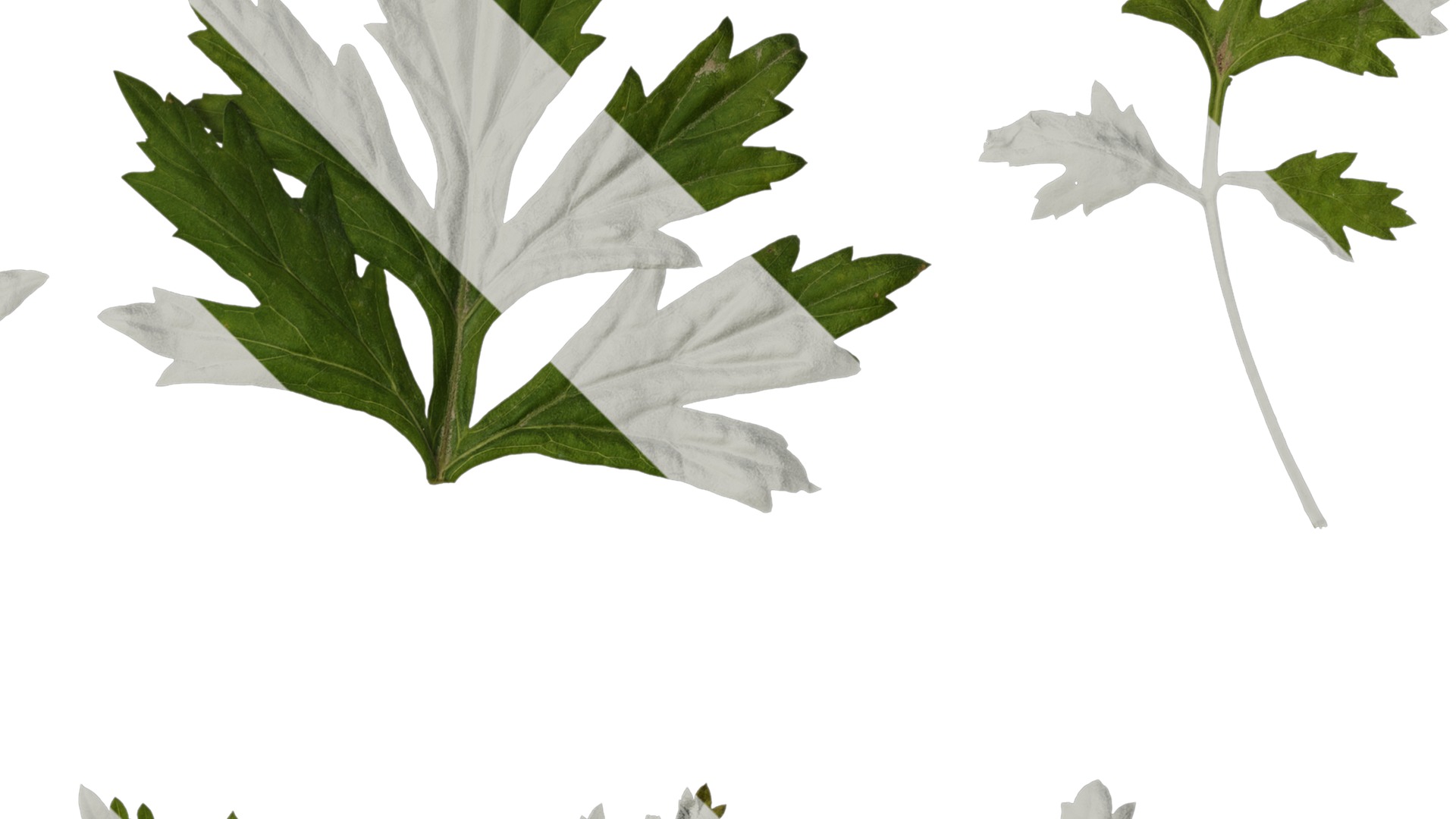 Anydrafts Artemisia argyi Leaf 04 Texture_2