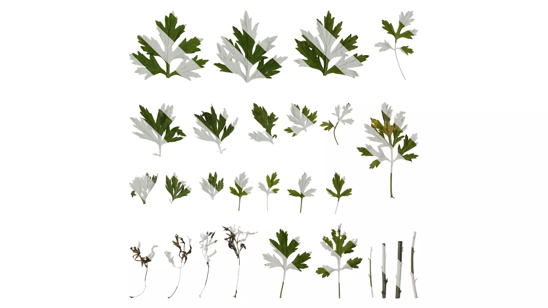 Anydrafts Artemisia argyi Leaf 04 Texture_0