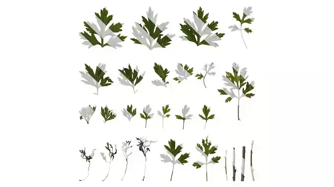 Anydrafts Artemisia argyi Leaf 04 Texture