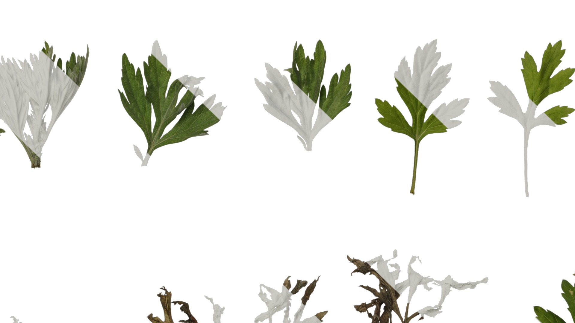 Anydrafts Artemisia argyi Leaf 04 Texture_5