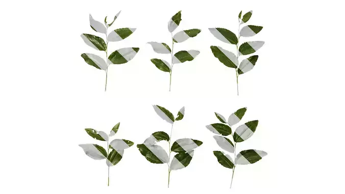 Anydrafts Paliurus ramosissimus Leaf 04