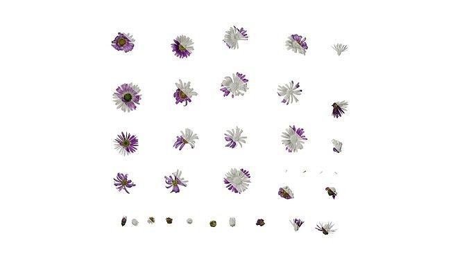 Anydrafts Aster tataricus Flower 01 Texture