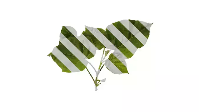 Anydrafts Paulownia fortunei Atlas 04