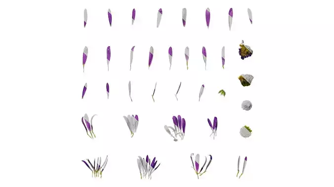 Anydrafts Aster tataricus Flower 02