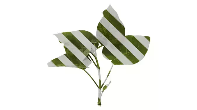 Anydrafts Paulownia fortunei Atlas 05