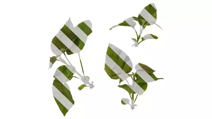 Anydrafts Paulownia fortunei Atlas 06