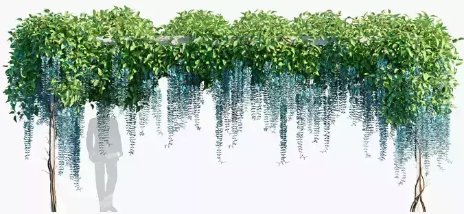 Strongylodon macrobotrys - Emerald Vine -  Jade Azul