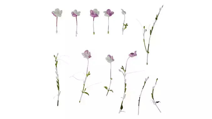 Anydrafts Asystasiella neesiana Flower 01