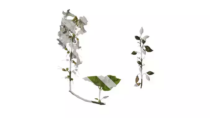 Anydrafts Paulownia fortunei Atlas 09