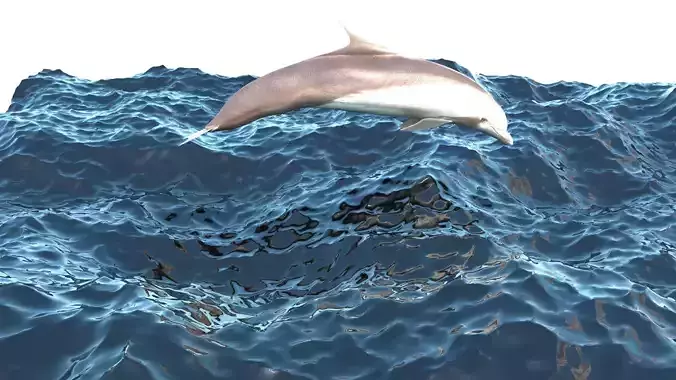 Dolphin Is Jumping In The Ocean 3D model