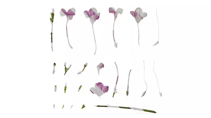 Anydrafts Asystasiella neesiana Flower 02