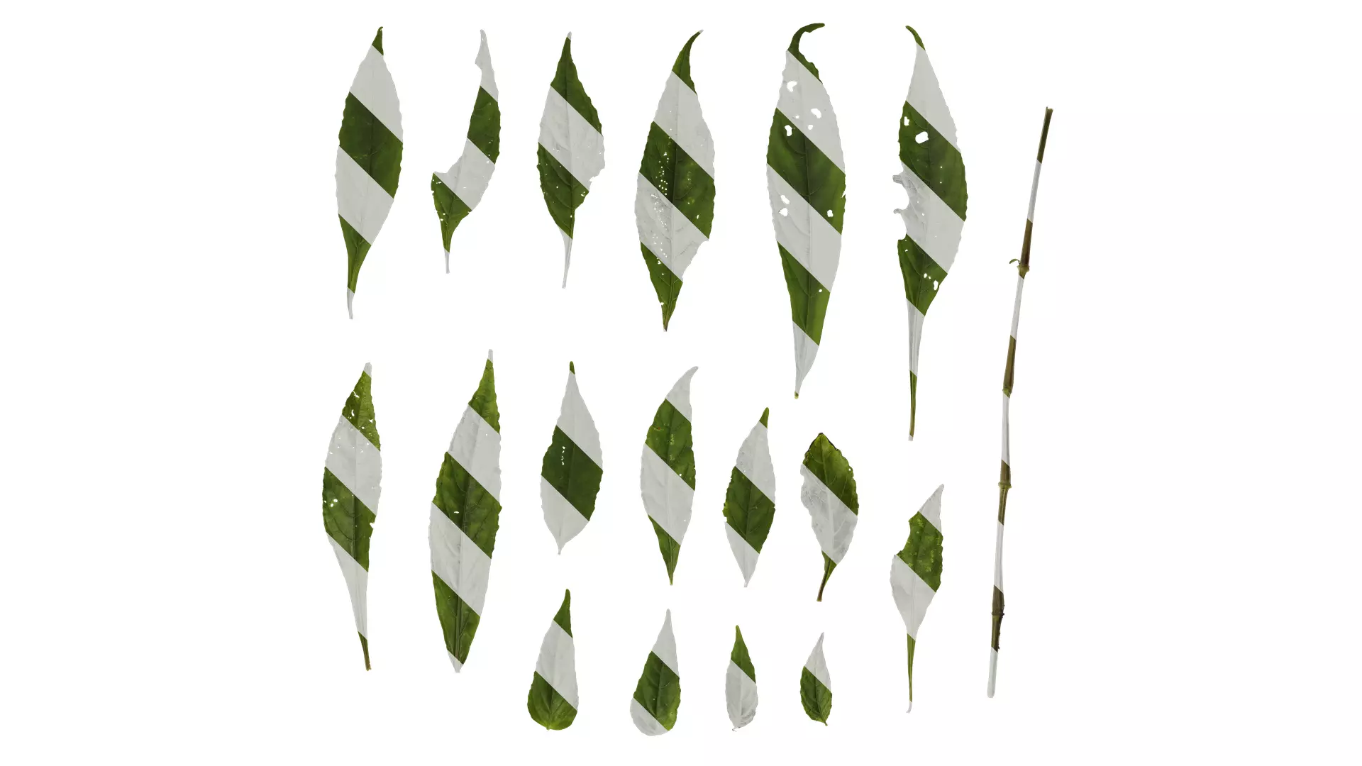 Anydrafts Asystasiella neesiana Leaf 01 Texture