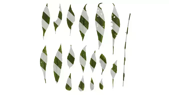 Anydrafts Asystasiella neesiana Leaf 01