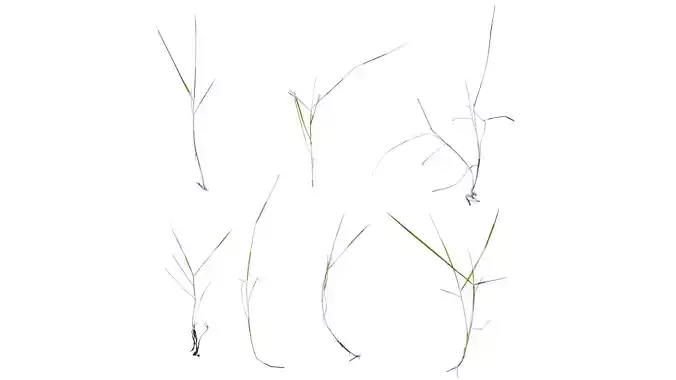 Anydrafts Bulbostylis barbata Atlas 01