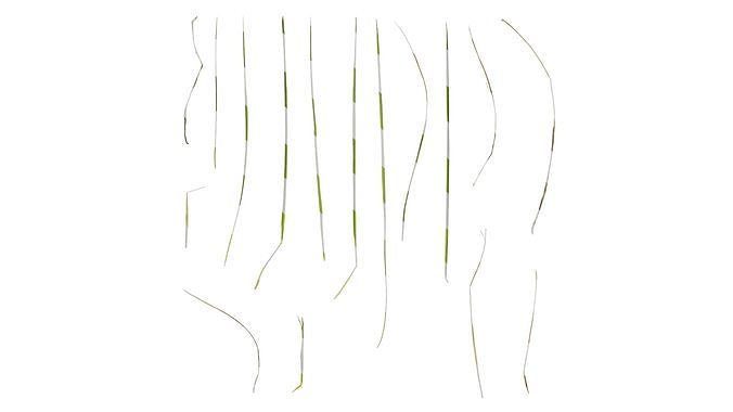 Anydrafts Bulbostylis barbata Leaf 01 Texture